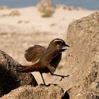 Tapaculo