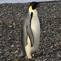 Pingüino Emperador