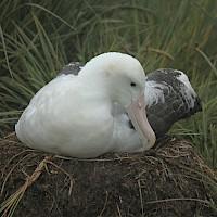 Albatros errante