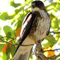 Aguilucho Chico