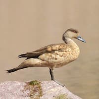 Pato Juarjual