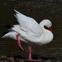 Cisne Coscoroba