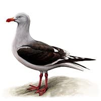Gaviota Austral