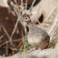 Perdiz chilena