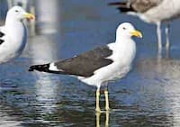 Gaviota Dominicana