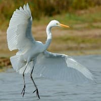 Garza grande