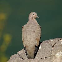 Tortolita Cordillerana