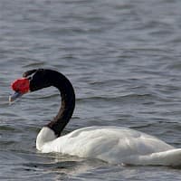 Cisne de cuello negro