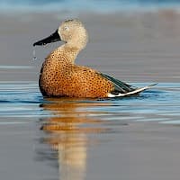 Pato Cuchara