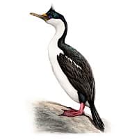 CormorĂĄn Imperial