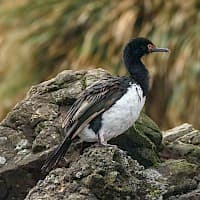 CormorĂĄn de las rocas