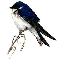 Golondrina Chilena