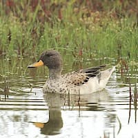 Pato JergĂłn Chico