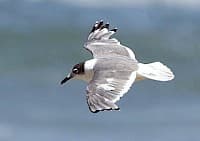 Gaviota de Franklin