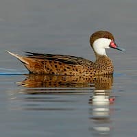 Pato Gargantillo