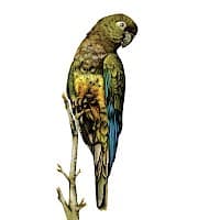 Loro Tricahue