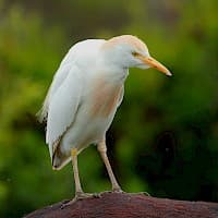 Garza Bueyera