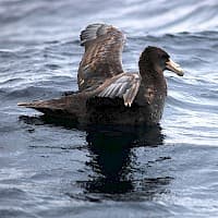 Petrel Gigante AntĂĄrtico