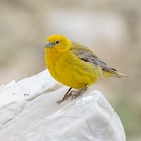 ChirigĂŒe Dorado