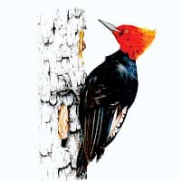 Carpintero Negro