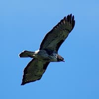 Aguilucho de Cola Rojiza
