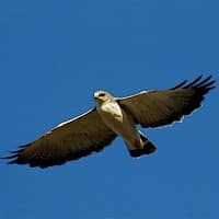 Aguilucho ComĂșn