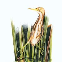 Huairavillo