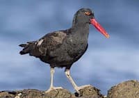 Pilpilén Negro