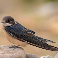 Golondrina Bermeja