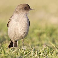 Dormilona Tontita