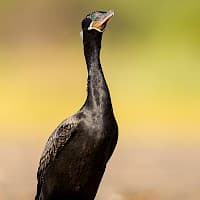 CormorĂĄn Yeco