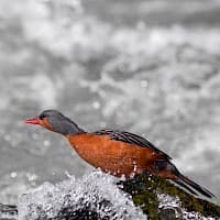 Pato Cortacorrientes
