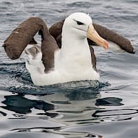 Albatros de ceja negra