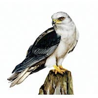 BailarĂn