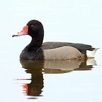 Pato Negro
