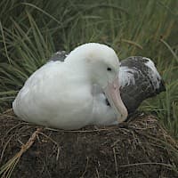 Albatros errante