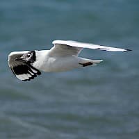 Gaviota Andina
