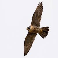 HalcĂłn Peregrino