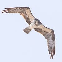 Ăguila Pescadora
