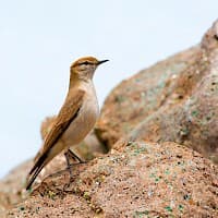 Dormilona de Ceja Blanca