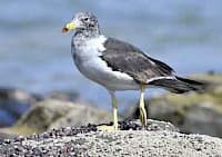 Gaviota Peruana