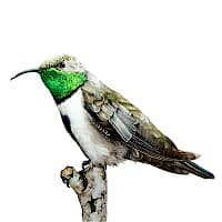 Picaflor Cordillerano