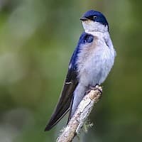 Golondrina de Dorso Negro
