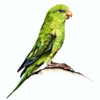 Perico Cordillerano