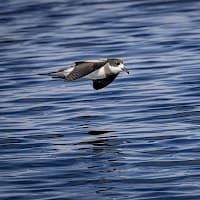 Golondrina de Mar