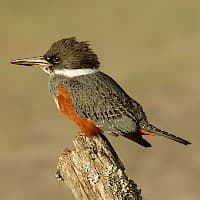 MartĂn Pescador