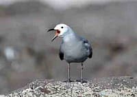 Gaviota Garuma