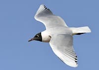 Gaviota CĂĄhuil