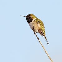 Picaflor de Arica