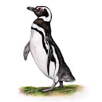 PingĂŒino de Magallanes